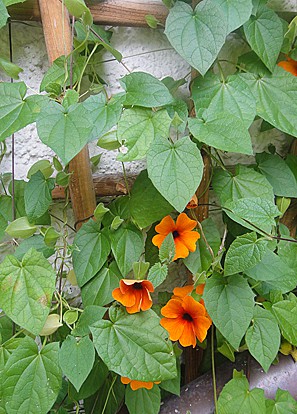 DSC02592